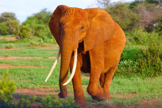 Der Elefant als Leitbild der Personalentwicklung